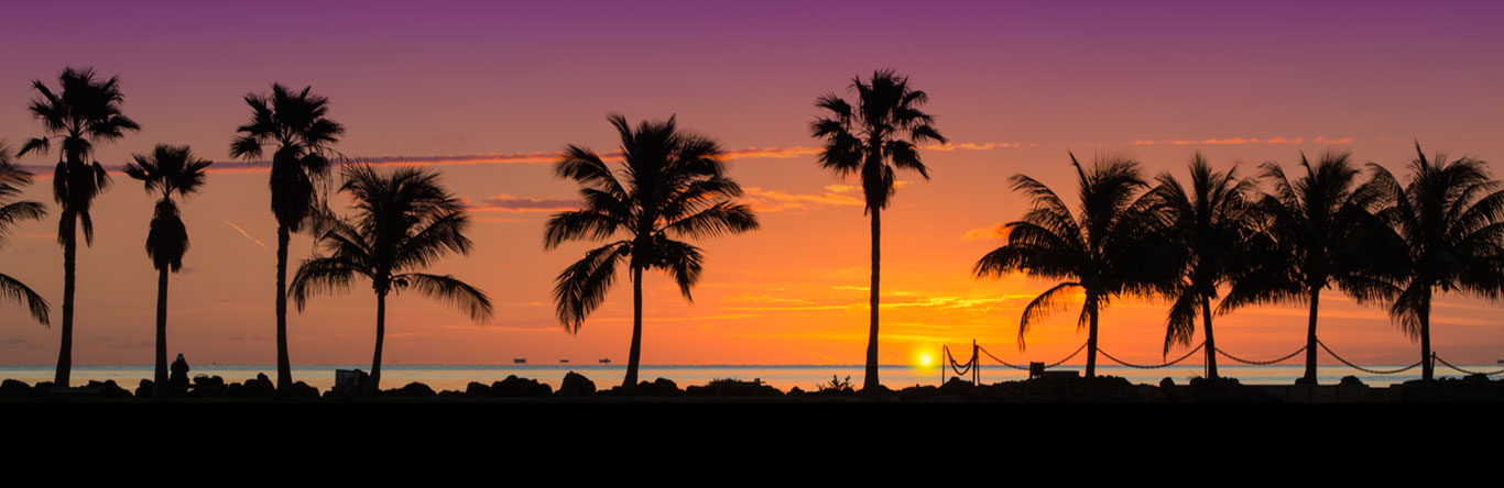 Palm trees along coastline at sunset